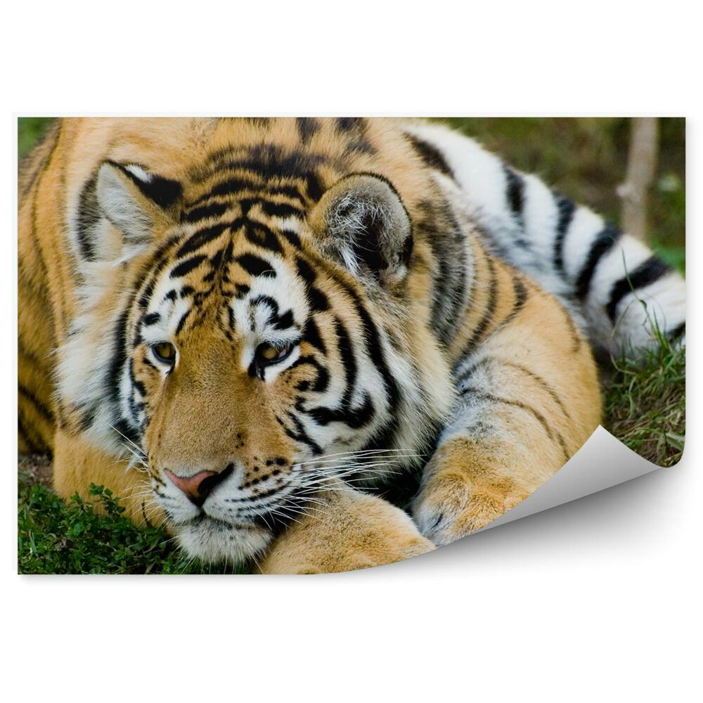 Fotótapéta Pihenő tigris