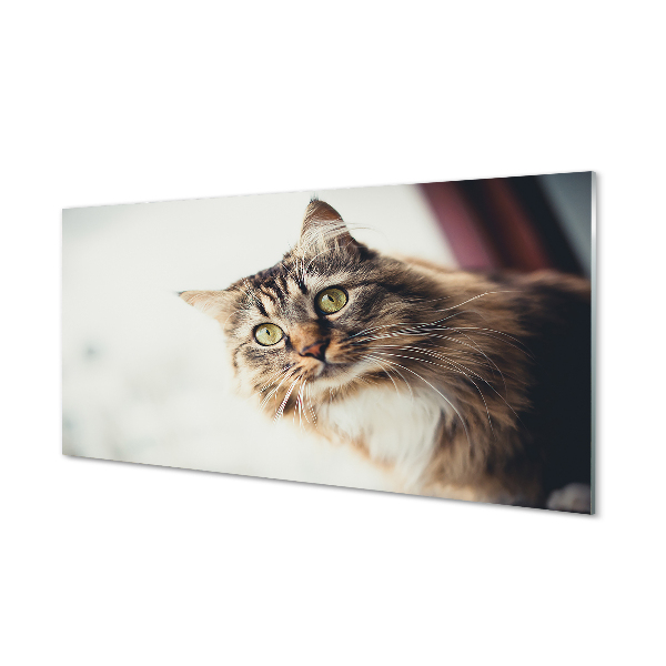 Barna maine coon macska Üvegkép falra