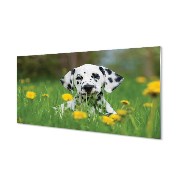 Dalmata a réten Üvegkép falra