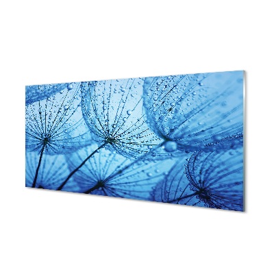 Gyermekláncfű mag kék alapon Üvegkép falra