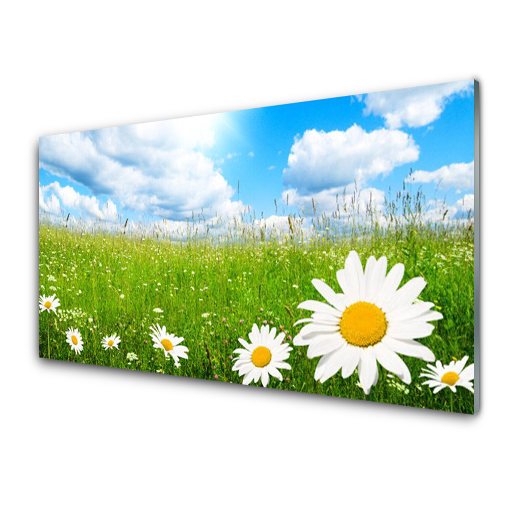 Üvegkép Daisy Grass természet