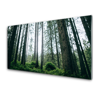 Üvegkép Fatörzsek az erdőben