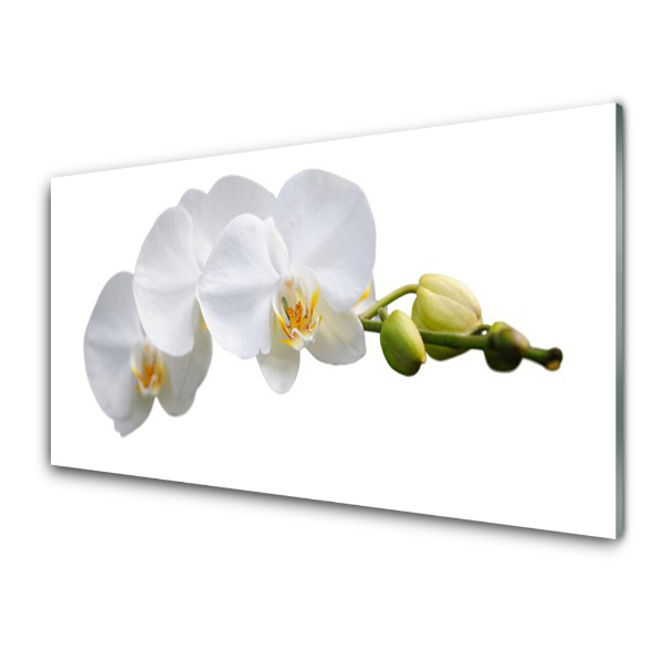 Üvegfotó Fehér Orchidea Fehér Háttér