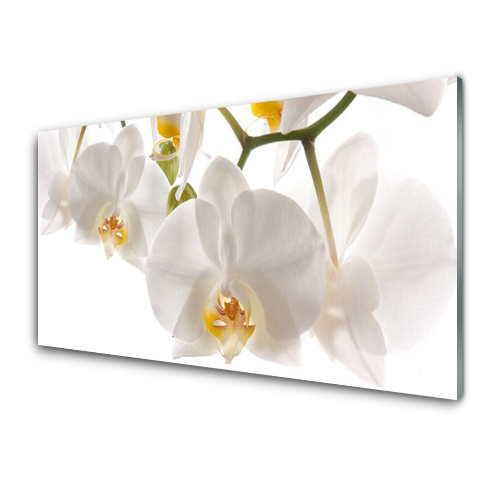 Üvegfotó Fehér orchidea