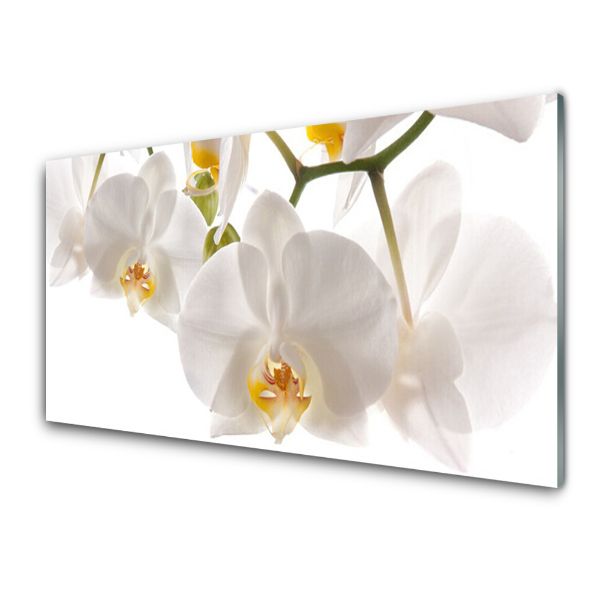 Üvegfotó Fehér orchidea