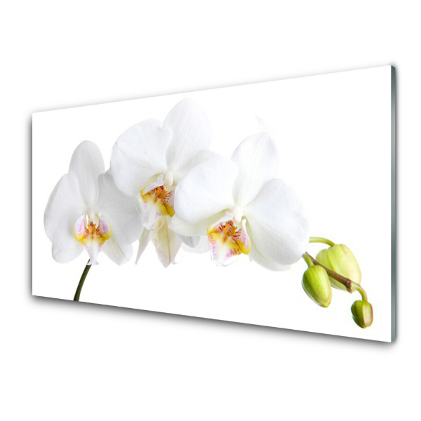 Üvegkép Fehér Orchidea Fehér Háttér