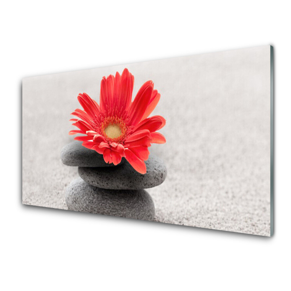 Üvegfotó Gerbera virág köveken