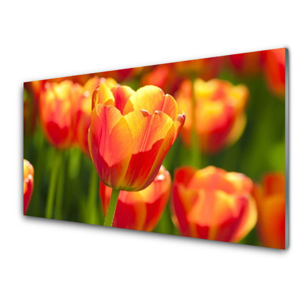 Egyedi Üvegkép Piros tulipán Vértes