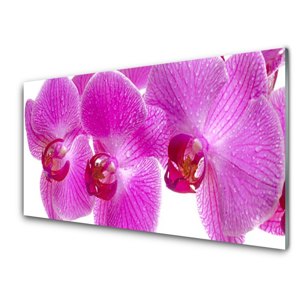 Üvegfotó Közelkép egy rózsaszín orchidea