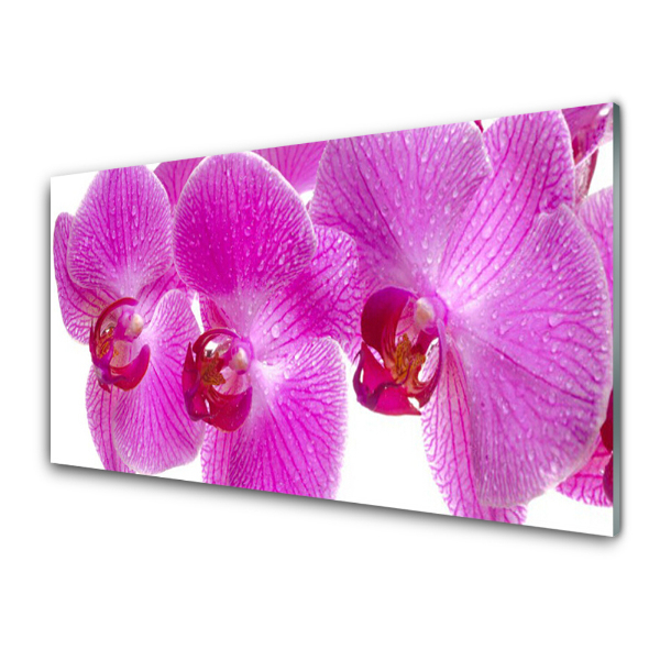 Üvegfotó Közelkép egy rózsaszín orchidea