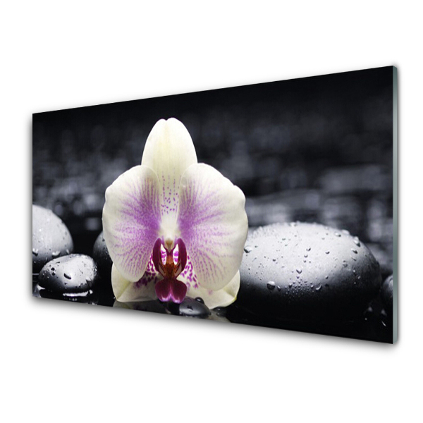 Üvegkép Falra Fehér orchidea fekete kövekkel