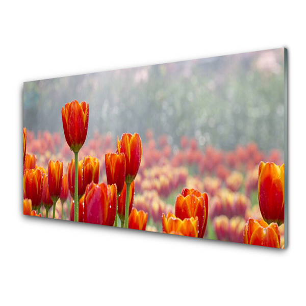 Üvegkép Vörös tulipán mező