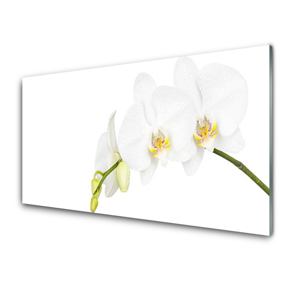 Üvegfotó Fehér orchidea virág