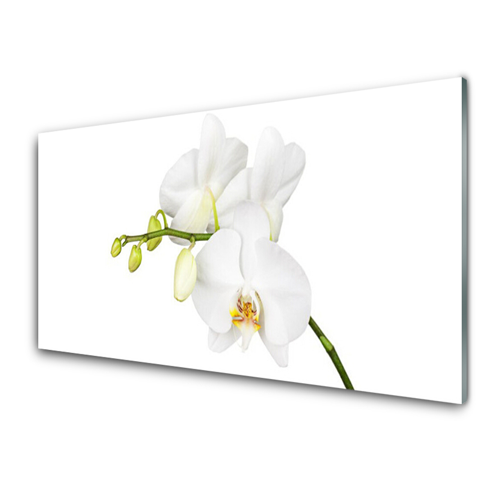 Egyedi Üvegkép Orchidea fehér virágok