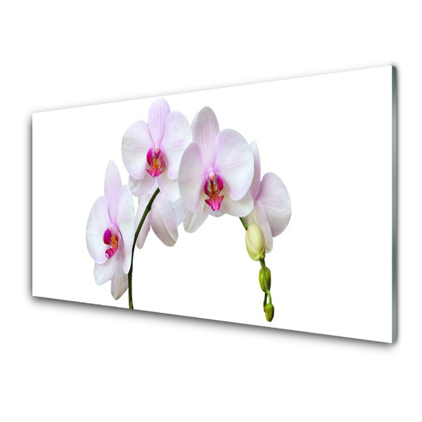 Egyedi Üvegkép Fehér orchidea orchidea virágok