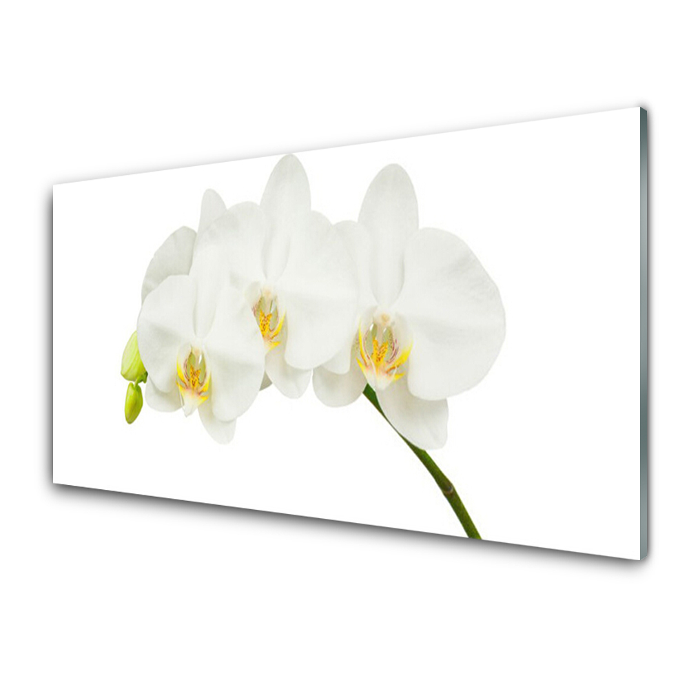 Modern Üvegkép Fehér orchidea hajtások virágok