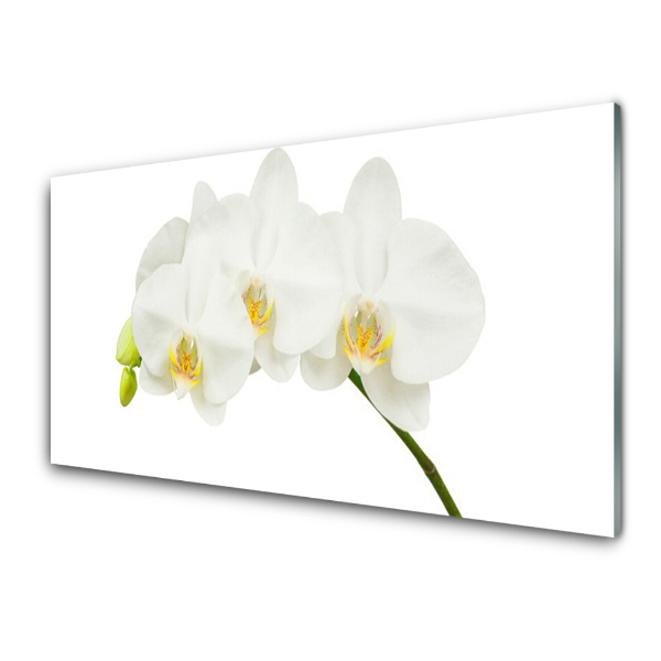 Modern Üvegkép Fehér orchidea hajtások virágok