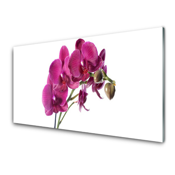 Üvegfotó Orchidea virágok fehér alapon