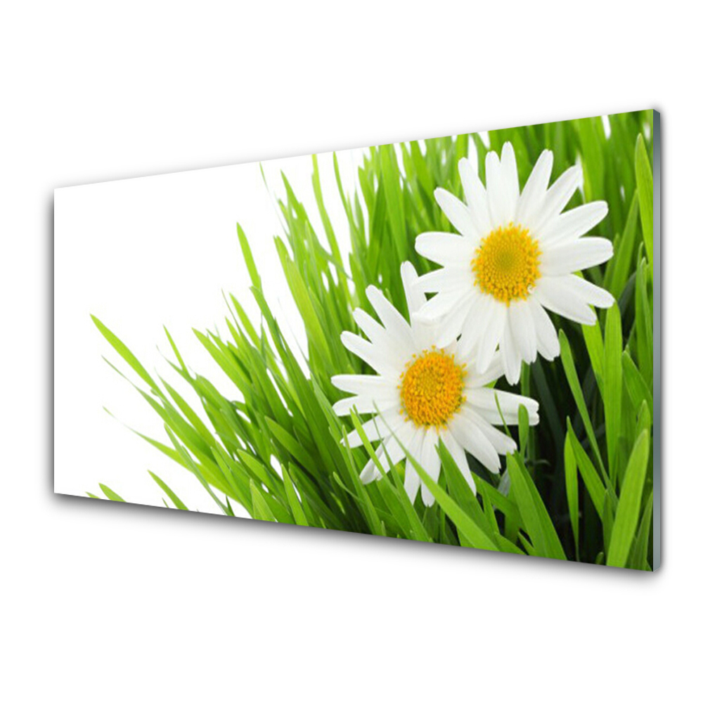 Üvegkép Falra Daisy a füves természetben