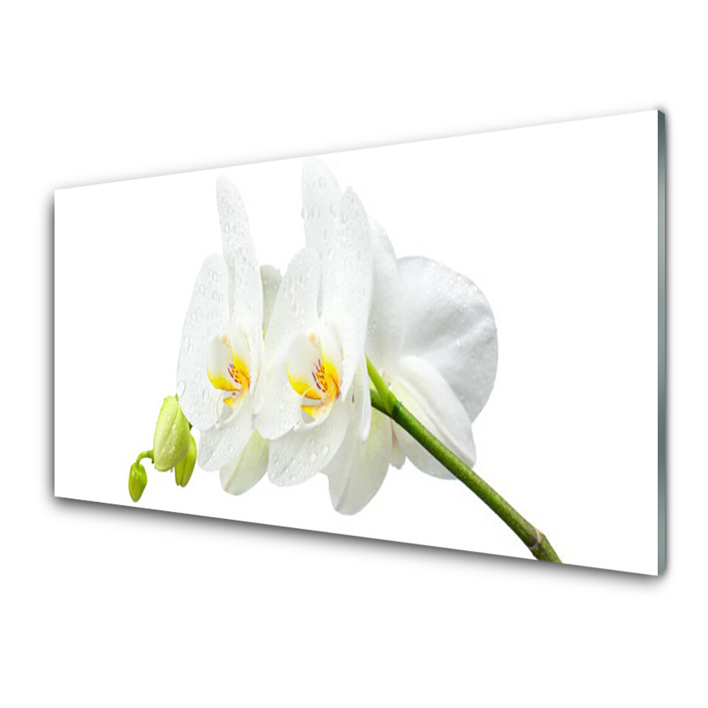 Üvegkép Egy orchidea virág fehér szirmai