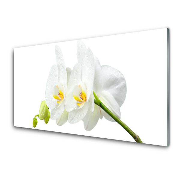 Üvegkép Egy orchidea virág fehér szirmai