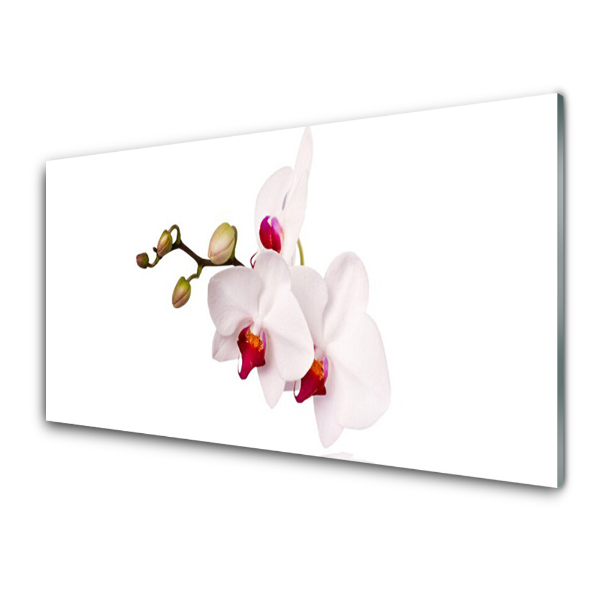 Üvegkép Nyomtatás Virágok Fehér és piros orchidea