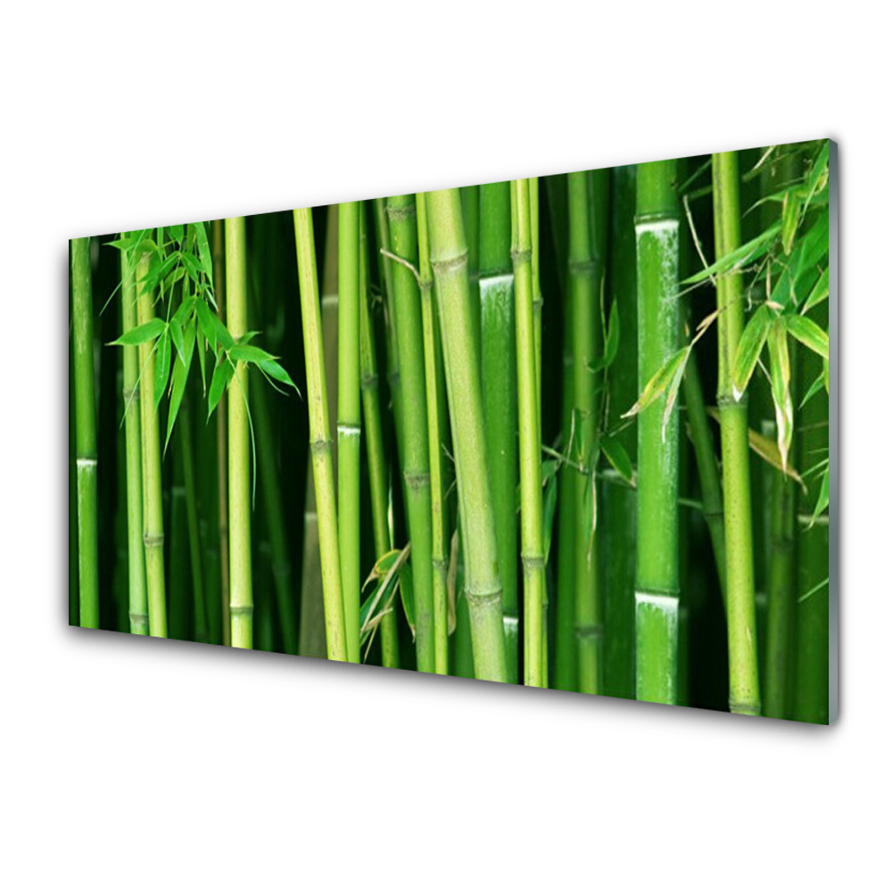 Üvegfotó Bamboo Forest Bamboo Nature