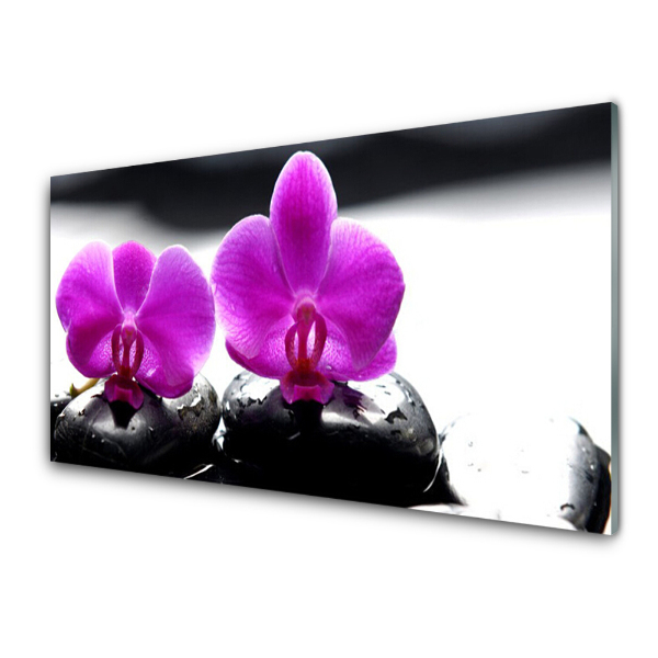 Üvegfotó Két rózsaszín orchidea és kövek