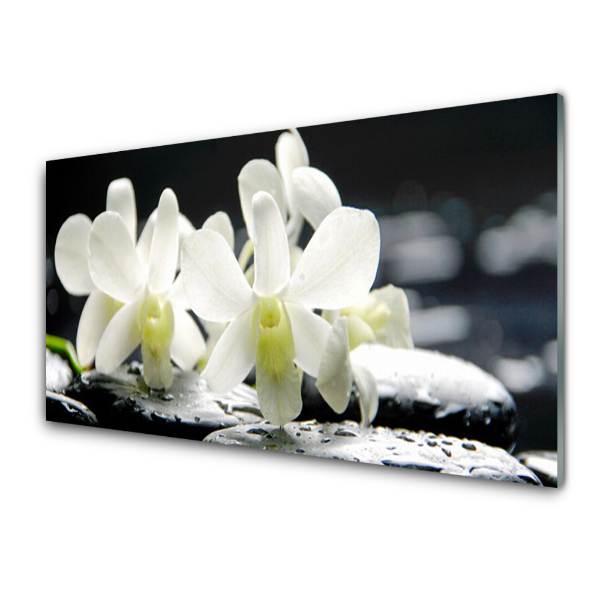 Üvegkép Falra Kövek Virágok Fehér orchidea