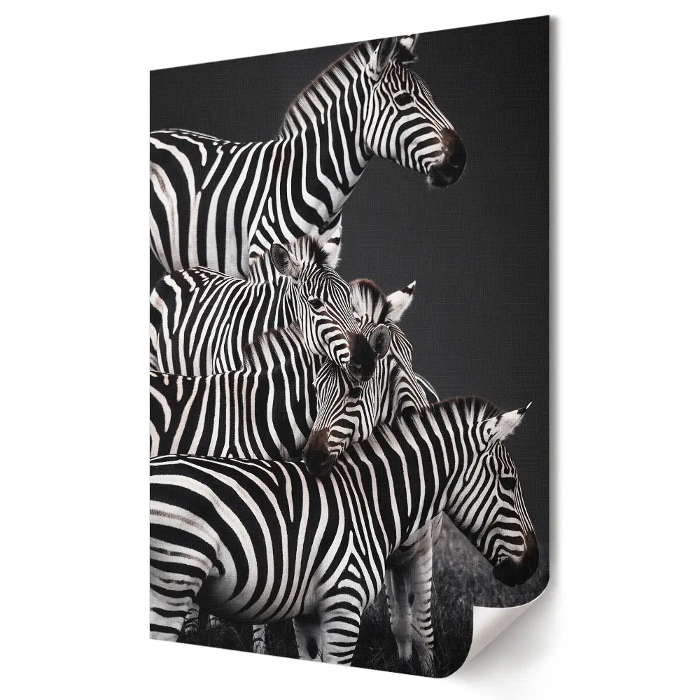Zebra fekete-fehér harmóniában plakát