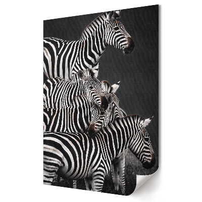 Plakát nyomtatás Zebra fekete-fehér harmóniában